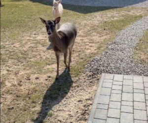 Szokujące nagranie z ogrodu Ewy Gawryluk! Takich gości się nie spodziewała
