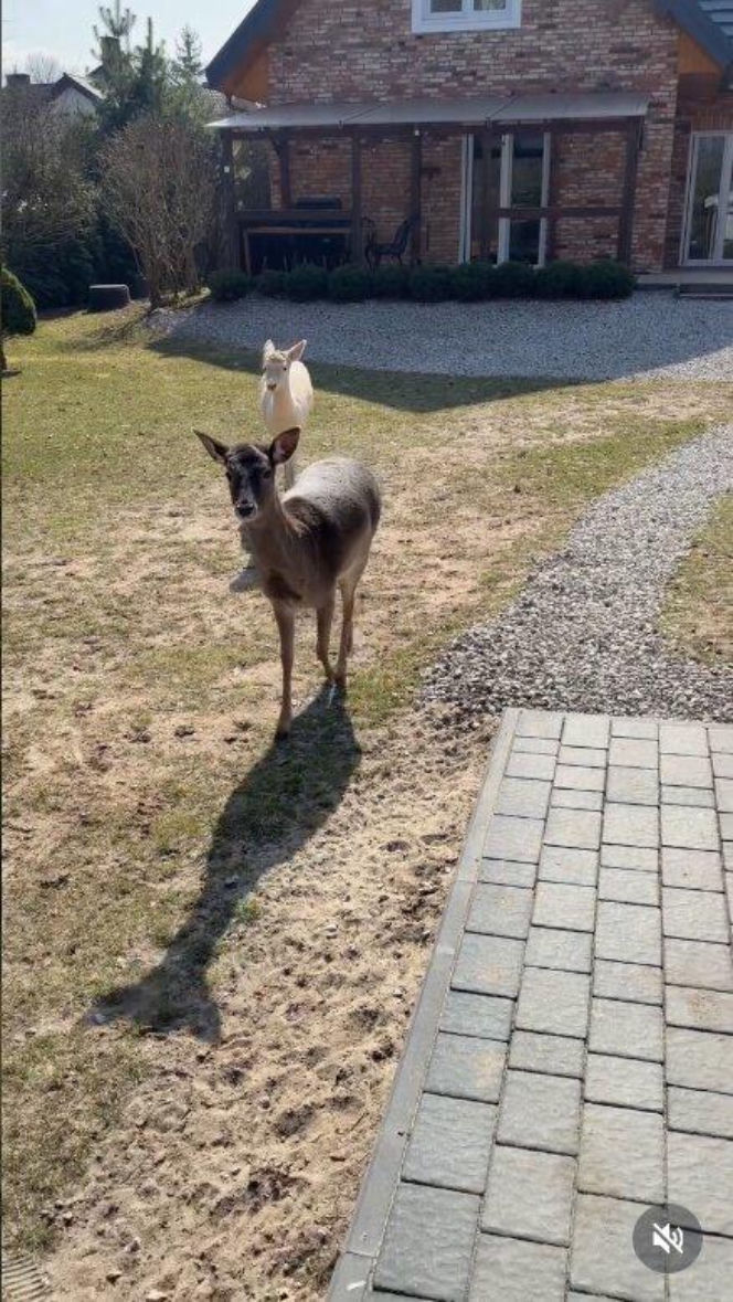 Szokujące nagranie z ogrodu Ewy Gawryluk! Takich gości się nie spodziewała