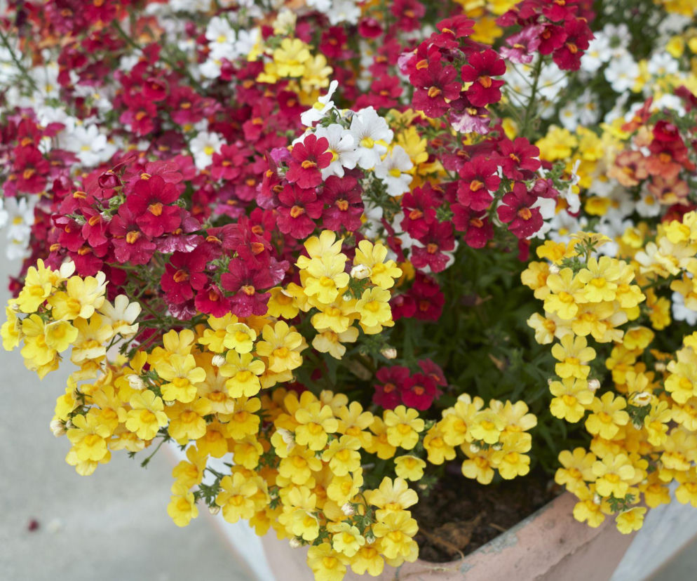 Nemezja - odkryj tę śliczną, kolorową roślinę na balkon i rabaty!