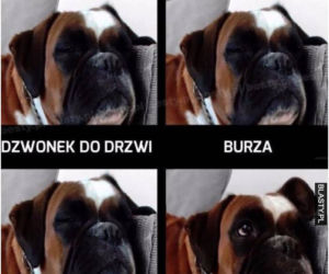 Dzień Psa 2026. Te memy pisało samo życie!