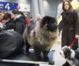 Międzynarodowa Wystawa Psów Rasowych Duo Cacib Kielce 2025