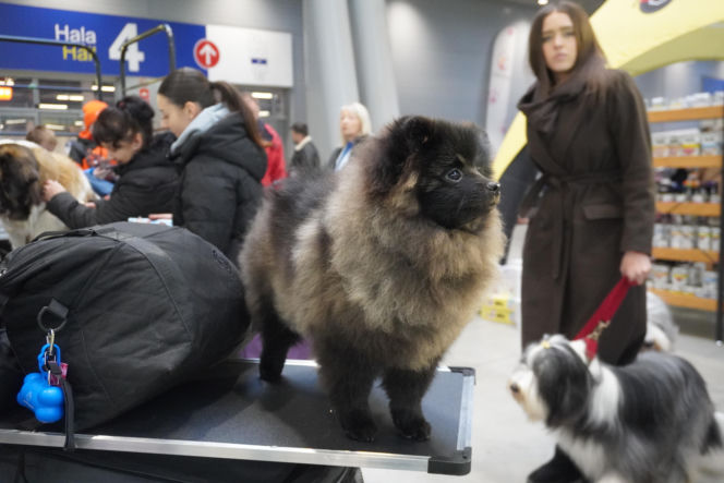 Międzynarodowa Wystawa Psów Rasowych Duo Cacib Kielce 2025