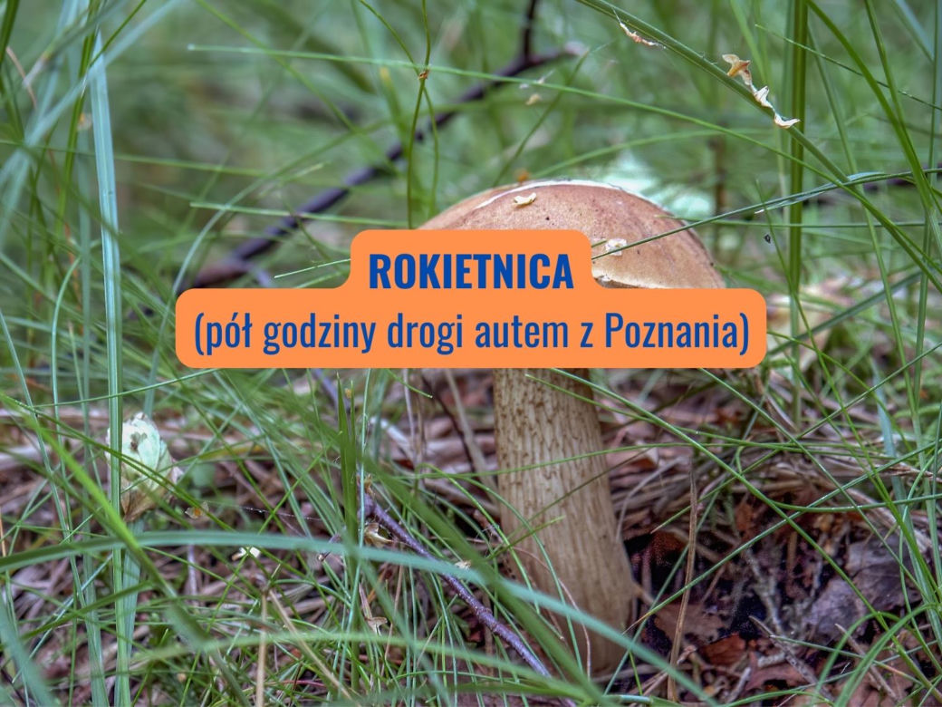 Rokietnica (powiat poznański)