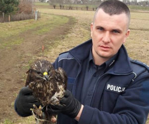 Małopolska: Nietypowa akcja ratunkowa. Policjanci uratowali rannego... myszołowa!