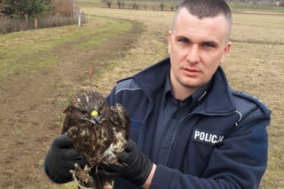 Małopolska: Nietypowa akcja ratunkowa. Policjanci uratowali rannego... myszołowa! [ZDJĘCIA]