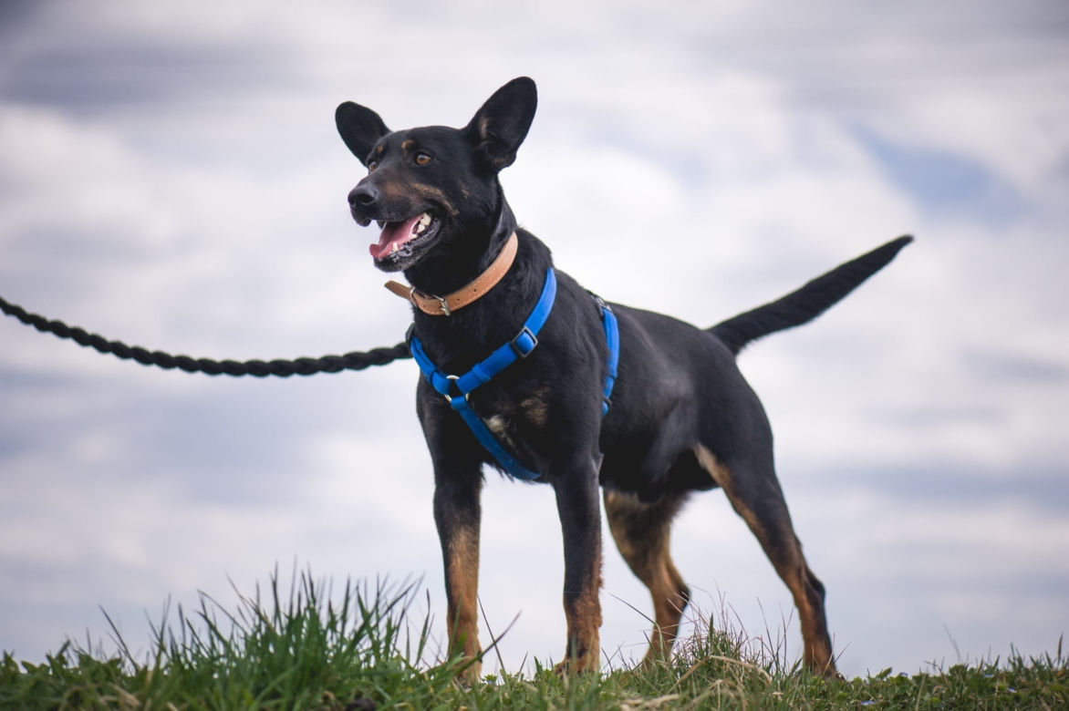 Ares 