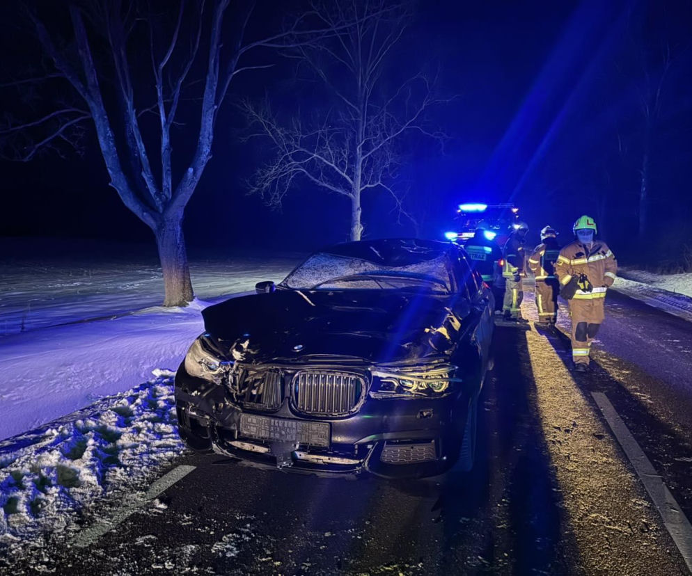 Powiat siedlecki: zderzenie auta osobowego z łosiem w Kolonii Mordy