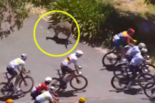Kangury nagle wskoczyły między rowerzystów! Szok na wyścigu