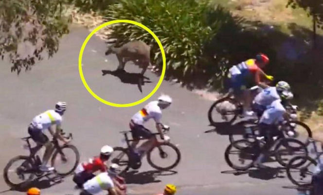 Kangury nagle wskoczyły między rowerzystów! Szok na wyścigu