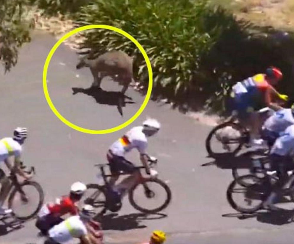 Kangury nagle wskoczyły między rowerzystów! Szok na wyścigu