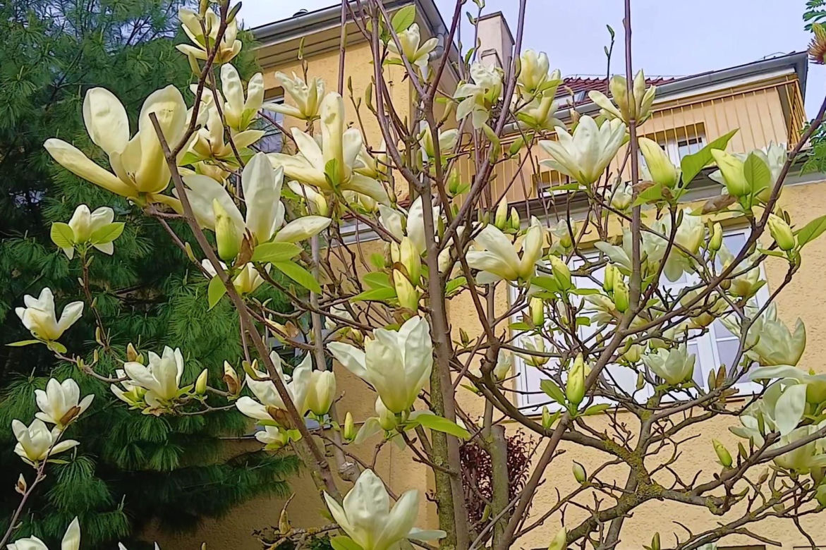 Magnolie w Szczecinie