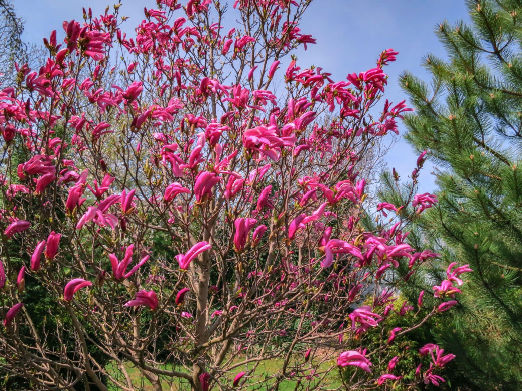 Magnolia 'Susan'