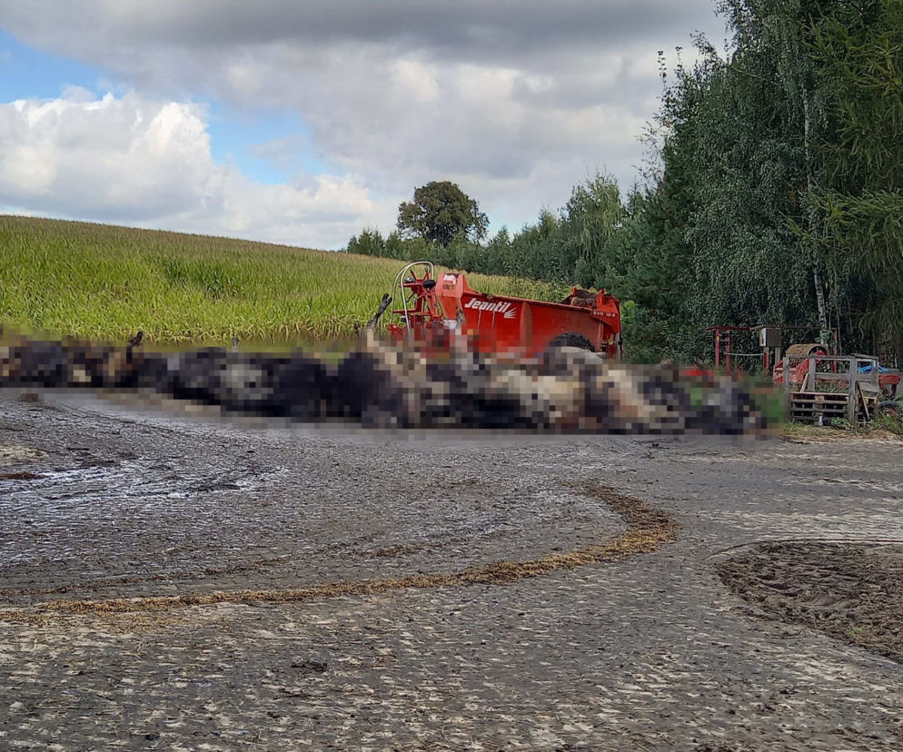 Krowy konały w męczarniach. Pożar w Bartnikach