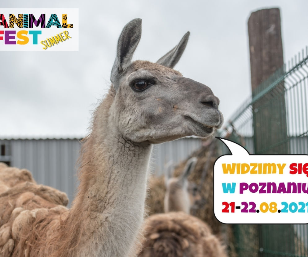 Animal Fest