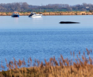 Humbak utknął u północnych wybrzeży Niemiec