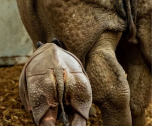 Szokujące narodziny we wrocławskim zoo! Pierwszy TAKI nosorożec [ZDJĘCIA]