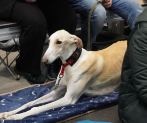 Międzynarodowa Wystawa Psów Rasowych Duo Cacib Kielce 2025