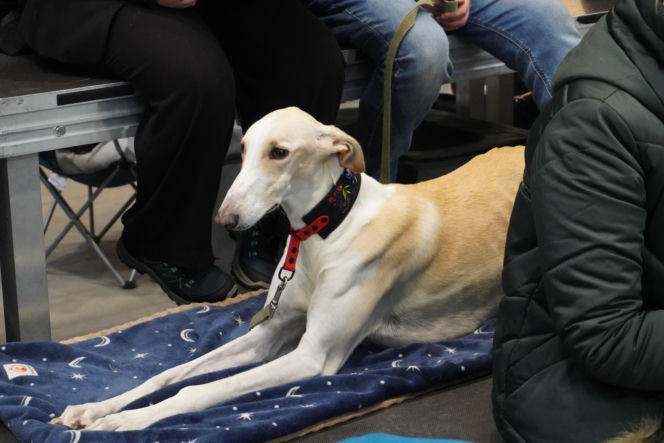 Międzynarodowa Wystawa Psów Rasowych Duo Cacib Kielce 2025