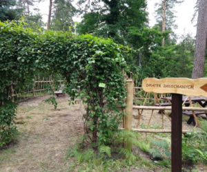 Leśne Arboretum w Kudypach. Jedno z piękniejszych miejsc na Warmii [ZDJĘCIA]