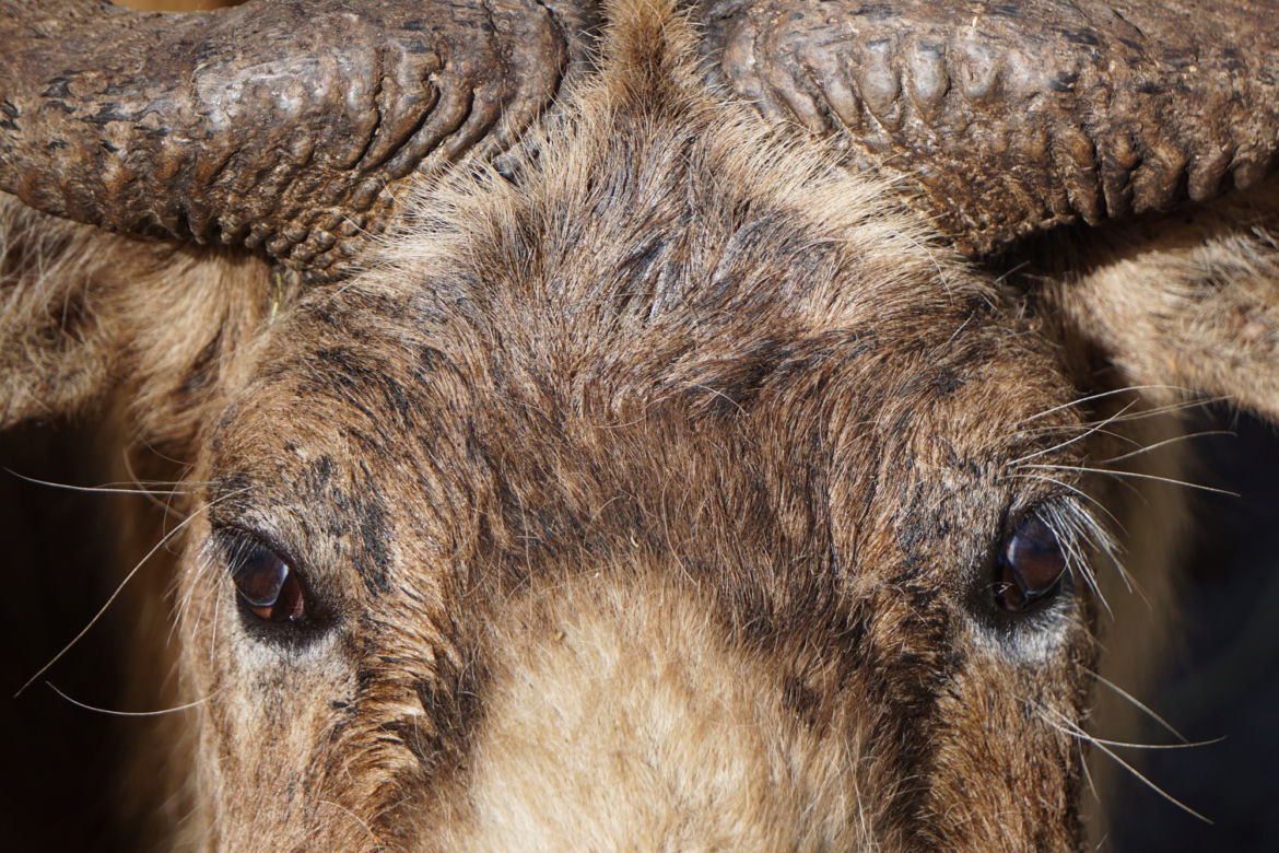 We wrocławskim zoo urodził się drugi w Polsce takin złoty