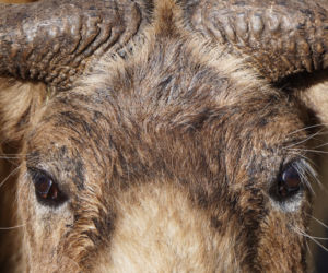 We wrocławskim zoo urodził się drugi w Polsce takin złoty
