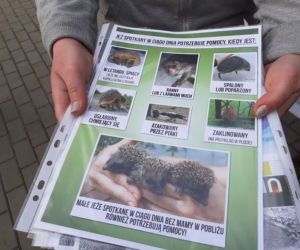 Jeże w parku na Bydgoskim Przedmieściu