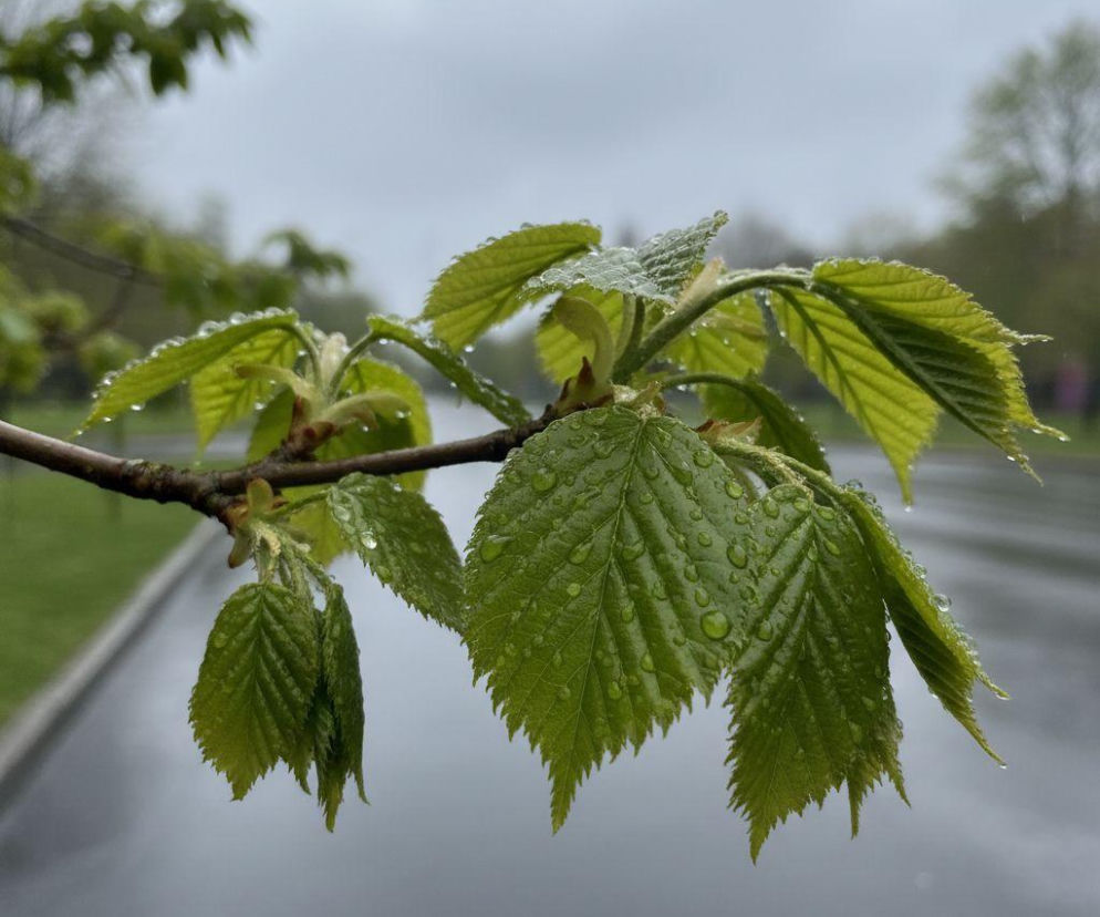 Pogoda na weekend w Łodzi 17-19 kwietnia. Słoneczna sobota ustąpi miejsca deszczowej niedzieli