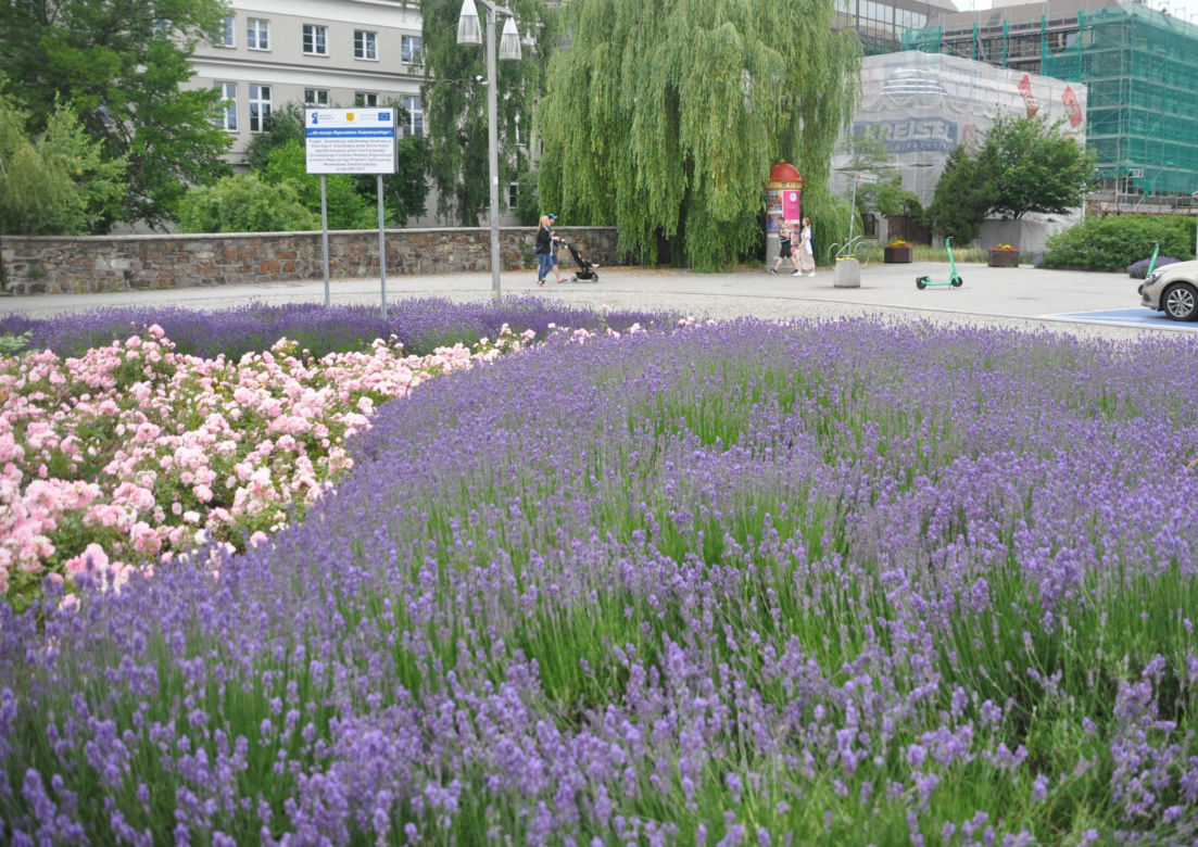 Ulica Leśna