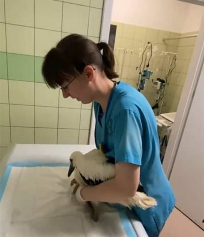 Bociany za szybko chciały być dorosłe