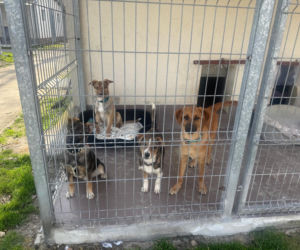 Kolejne psy z Ukrainy w Opolu!