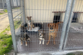 Kolejne psy z Ukrainy w Opolu!