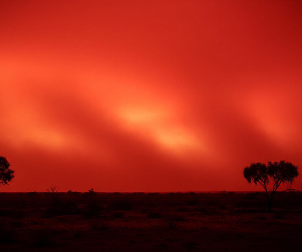 Dominujący jest ciemnoczerwony, niemal karmazynowy kolor nieba, rozjaśniający się miejscami do odcieni pomarańczowego. Na horyzoncie widoczne są sylwetki dwóch drzew z wyraźnie zaznaczonymi koronami, ich liście są ciemne, a pnie niewyraźne. Podłoże jest ciemnobrązowe, niemal czarne, z nieliczną, niską roślinnością. Na dalszym planie horyzontu majaczą kolejne, mniejsze drzewa, zlewające się z mrocznym tłem.