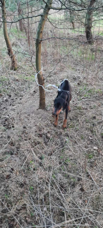 Gorzów Wielkopolski. Zwyrodnialec przywiązał psa drutem do drzewa. Szuka go całe miasto [ZDJĘCIA].