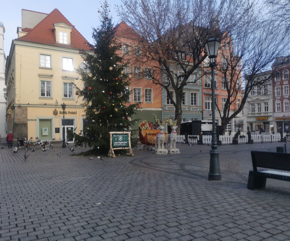 zielona góra