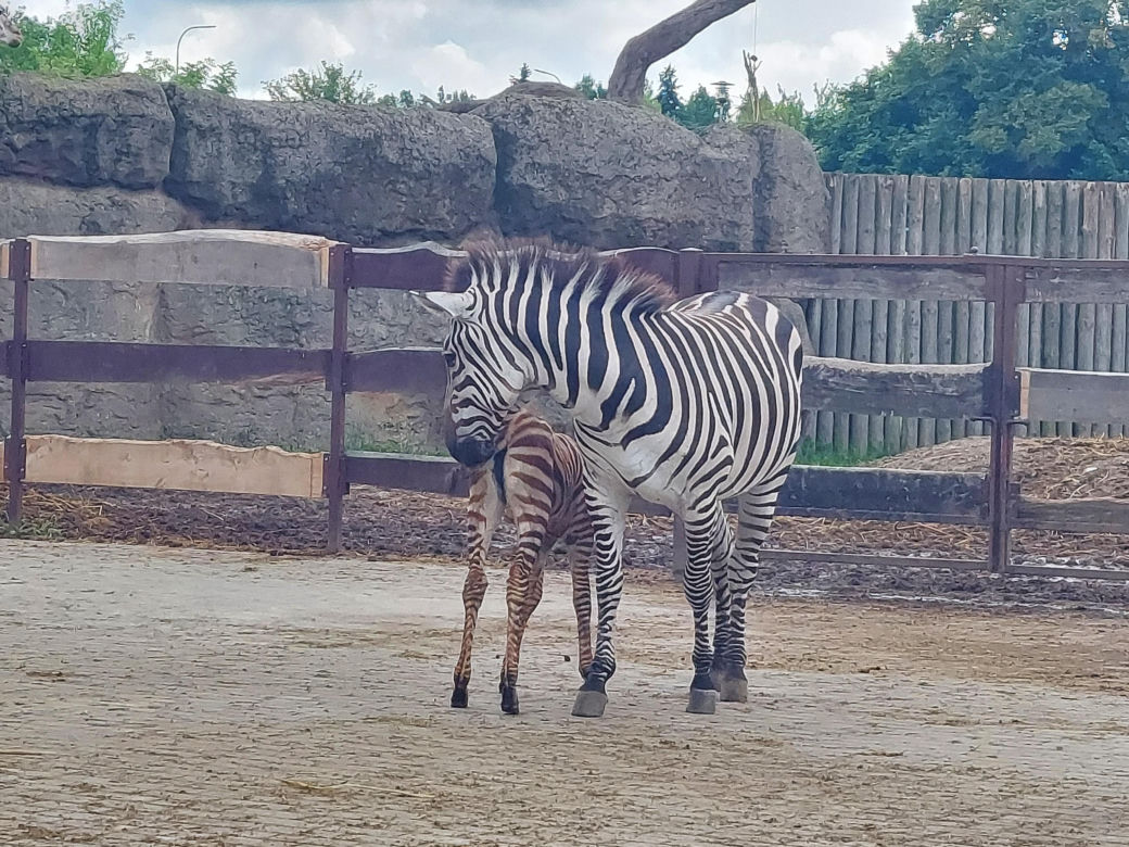 Mała zebra w zamojskim ZOO
