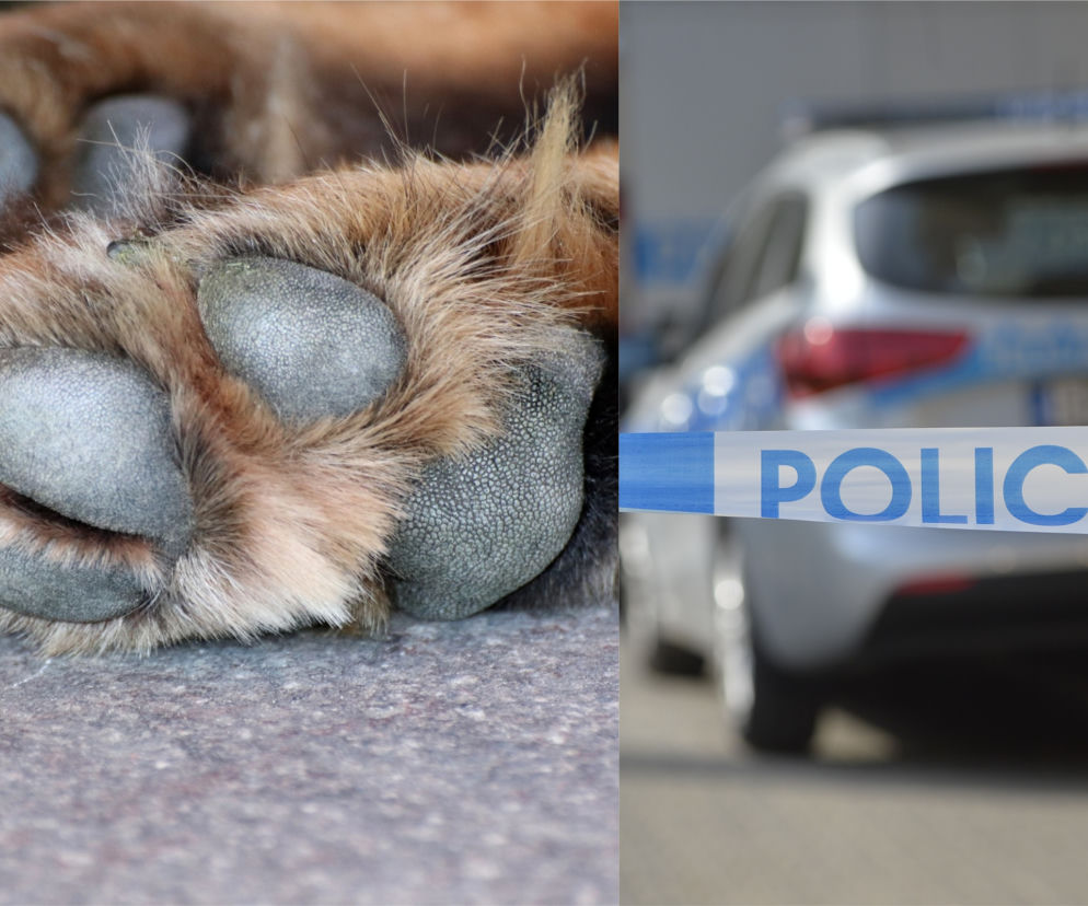 Białystok. Wyrzucił psa z okna na 8. piętrze! Zwierzę nie miało szans