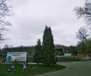 Chorzów: Po 42 latach do Śląskiego Ogrodu Zoologicznego wracają pingwiny! [ZDJĘCIA, AUDIO]