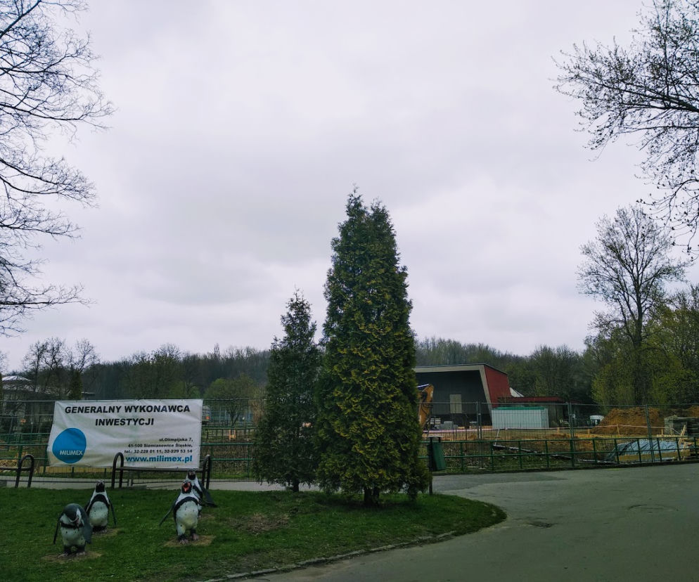 Chorzów: Po 42 latach do Śląskiego Ogrodu Zoologicznego wracają pingwiny! [ZDJĘCIA, AUDIO]