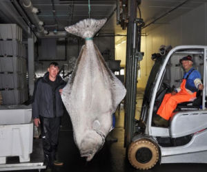 Gigantyczny halibut