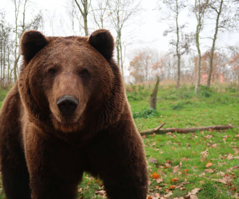 Bieszczady. Turystki wędrowały z dzieckiem, gdy na drodze pojawił się niedźwiedź! Wszystko się nagrało 