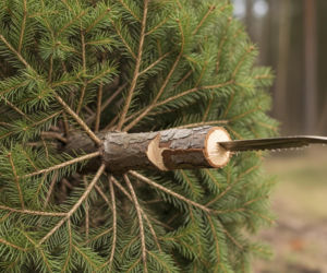 Choinka po świętach. Co zrobić z drzewkiem, aby je zaskakująco wykorzystać?