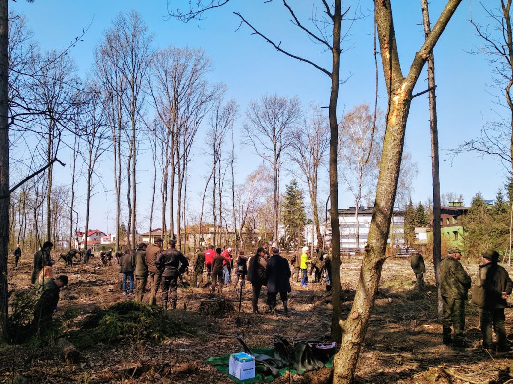 Katowice: Leśnicy sadzą na Muchowcu nowe drzewa [ZDJĘCIA, AUDIO]