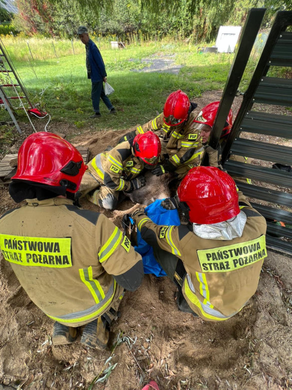 Giżycko. Łoś wpadł do studni. Konieczna była interwencja strażaków [ZDJĘCIA]