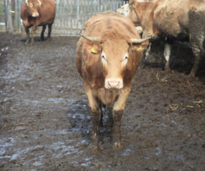Byk rozpruł szyję Bogdanowi! Mały kundelek znalazł swojego pana