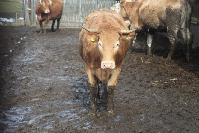 Byk rozpruł szyję Bogdanowi! Mały kundelek znalazł swojego pana