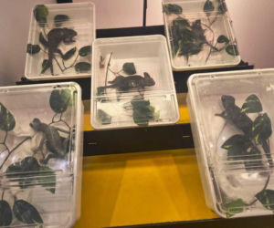 Handlowała kameleonami i pytonami z fałszywymi dokumentami. 28-latka zatrzymana w Lublinie