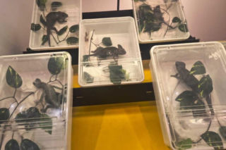 Handlowała kameleonami i pytonami z fałszywymi dokumentami. 28-latka zatrzymana w Lublinie