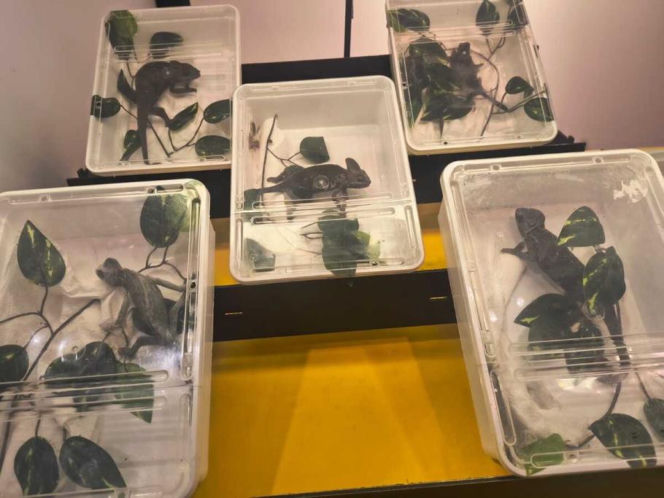 Handlowała kameleonami i pytonami z fałszywymi dokumentami. 28-latka zatrzymana w Lublinie