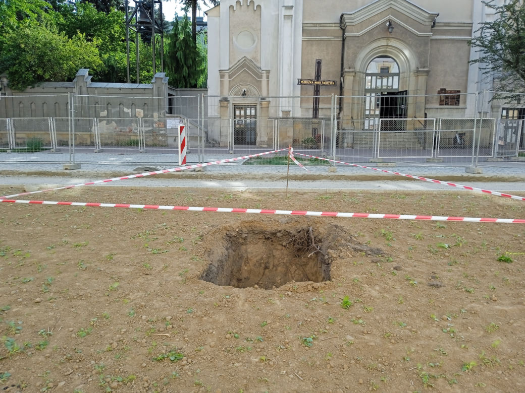 Nasadzenia drzew przy ulicy Piłsudskiego