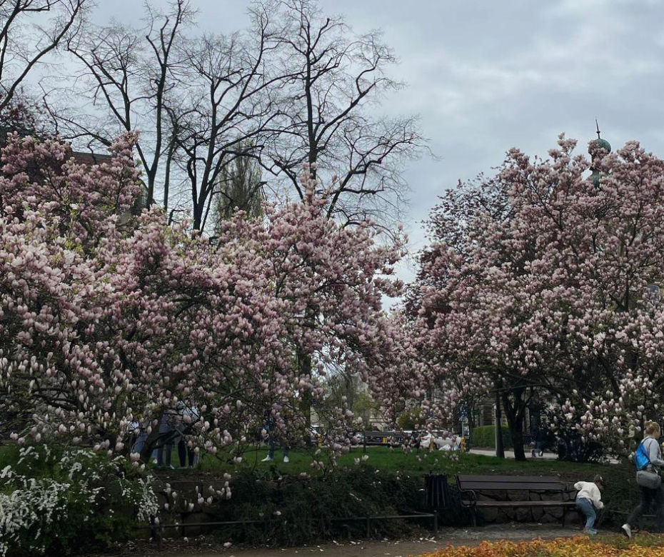 Szlak magnolii w Szczecinie